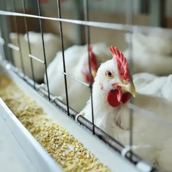 7b46e3_f7426a6c8504481eba793dc7c1d8503f~mv2